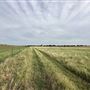 Fairlea Longhorn Ranch