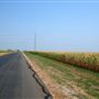 Corn Field on CR 424