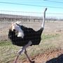 Blue Ostrich Winery & Vineyard