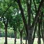 Pecan Acres Park