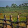 Lambshead Ranch