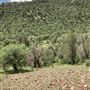 Hess Property