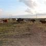 Alpha Omega Longhorn Ranch