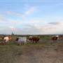 Alpha Omega Longhorn Ranch