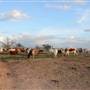 Alpha Omega Longhorn Ranch