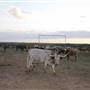 Alpha Omega Longhorn Ranch