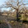 Enchanted Rock State Natural Area