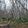Palmetto State Park