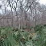 Palmetto State Park