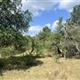 McDonald Cedar Creek Legacy Estate