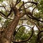 The Oaks of Anahuac