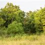 The Oaks of Anahuac