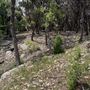 Riva Ridge