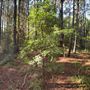 The Oaks of Anahuac