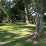 The Oaks of Anahuac