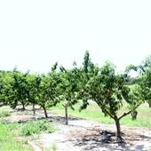 Cooper Farms