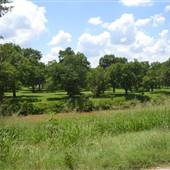 Pleasonton Pecan Orchard