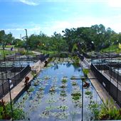 International Waterlily Collection