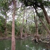 Medina River at Castroville Regional Park