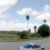 Palm Tree Groves