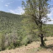 Hess Property