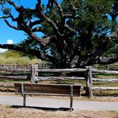 Goose Island State Park - The Big Tree