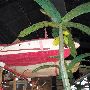 Hula Hut