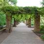 Fort Worth Botanic Garden - Rose Garden
