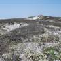 Matagorda Island
