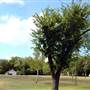 Murphy Park