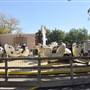 Six Flags Over Texas: Arlington