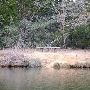 Lake Bastrop