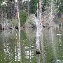 Lake Bastrop