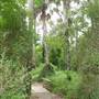 Sabal Palm Sanctuary