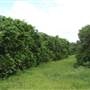 Loop Farms Inc