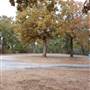 Davey Dogwood Park