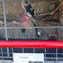 Animal World and Snake Farm