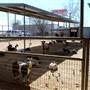 Animal World and Snake Farm