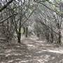 Cedar Hill State Park - Talala Trail