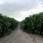 Grapefruit Orchard