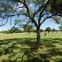 Liberty Hill Sculpture Garden