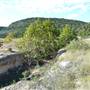 Madrone Ranch