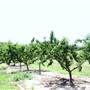 Cooper Farms