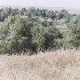 Arrington Ranch