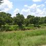 Pleasonton Pecan Orchard