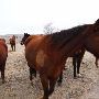 Mendota Ranch