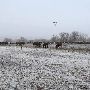 Mendota Ranch