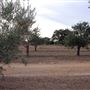 Texas Hill Country Olive Company