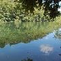 Red Bud Isle