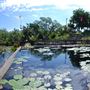 International Waterlily Collection